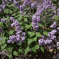 Albuquerque Rose Garden Tony Hillerman Library Lilacs April