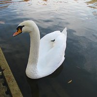 Feuersee: auch für Tiere eine ruhige Oase.