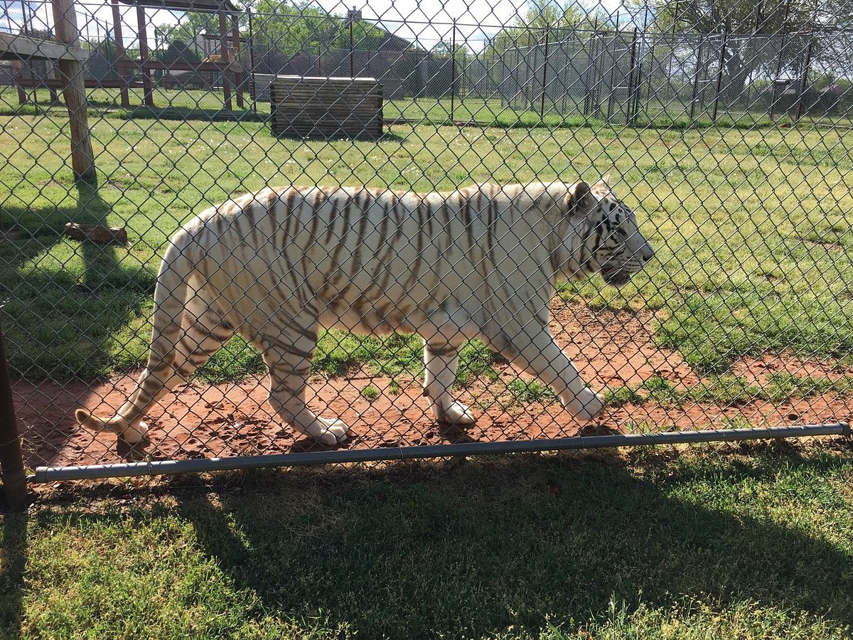 tiger safari zoological park about