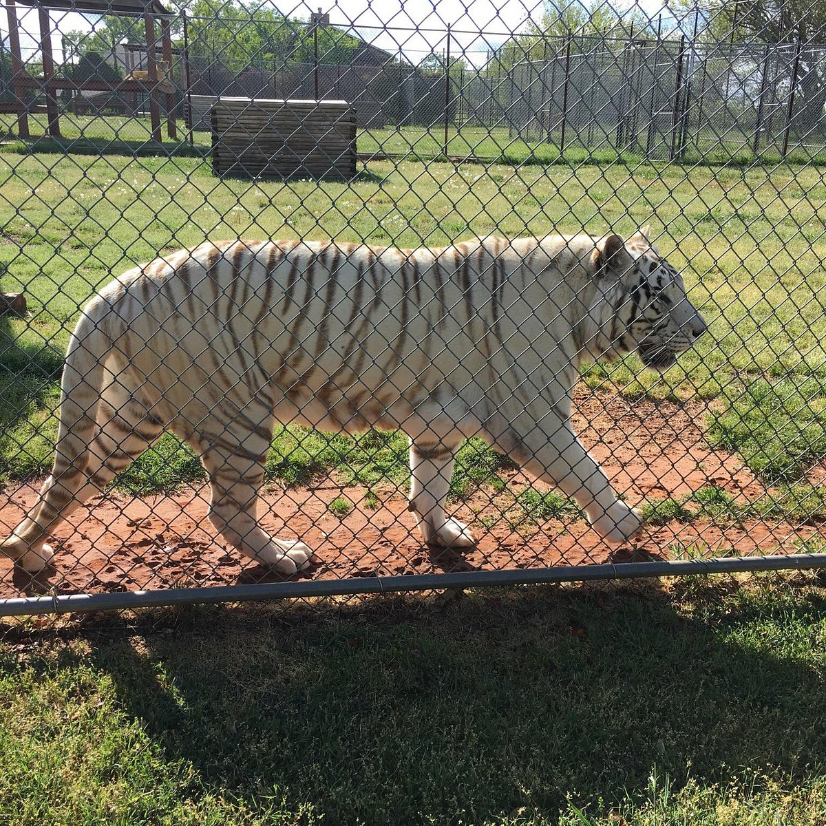 tiger safari zoological park updates