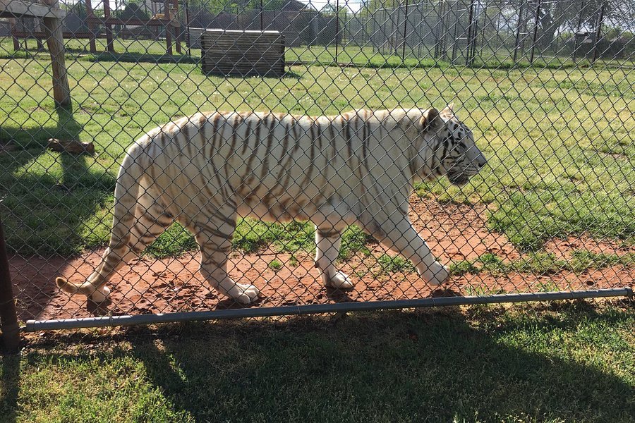 tiger safari zoological park updates
