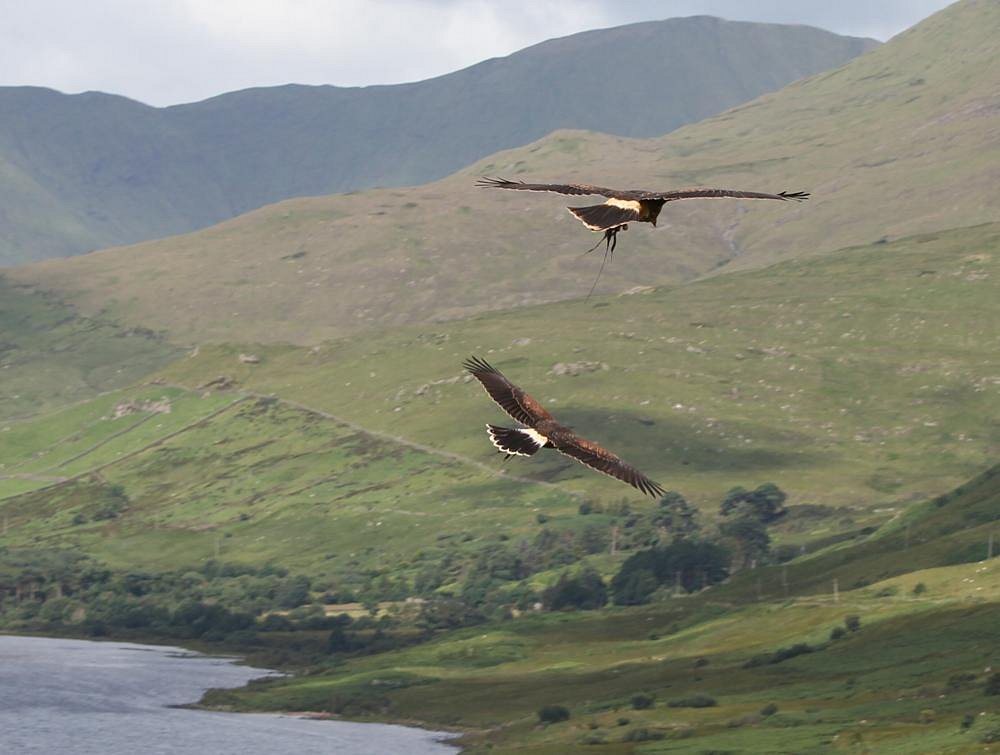 Ashford Castle and Ireland's School of Falconry