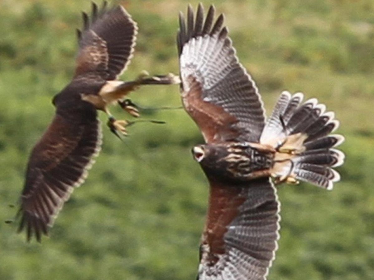 Ashford Castle and Ireland's School of Falconry