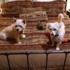 2TravelWithDogs