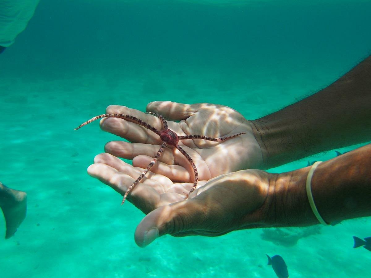 Saiba como é nadar com arraias em Stingray City, nas Ilhas Cayman