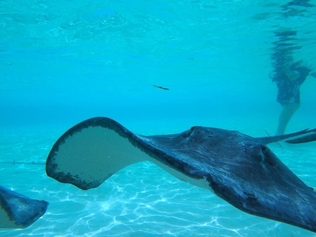 Saiba como é nadar com arraias em Stingray City, nas Ilhas Cayman