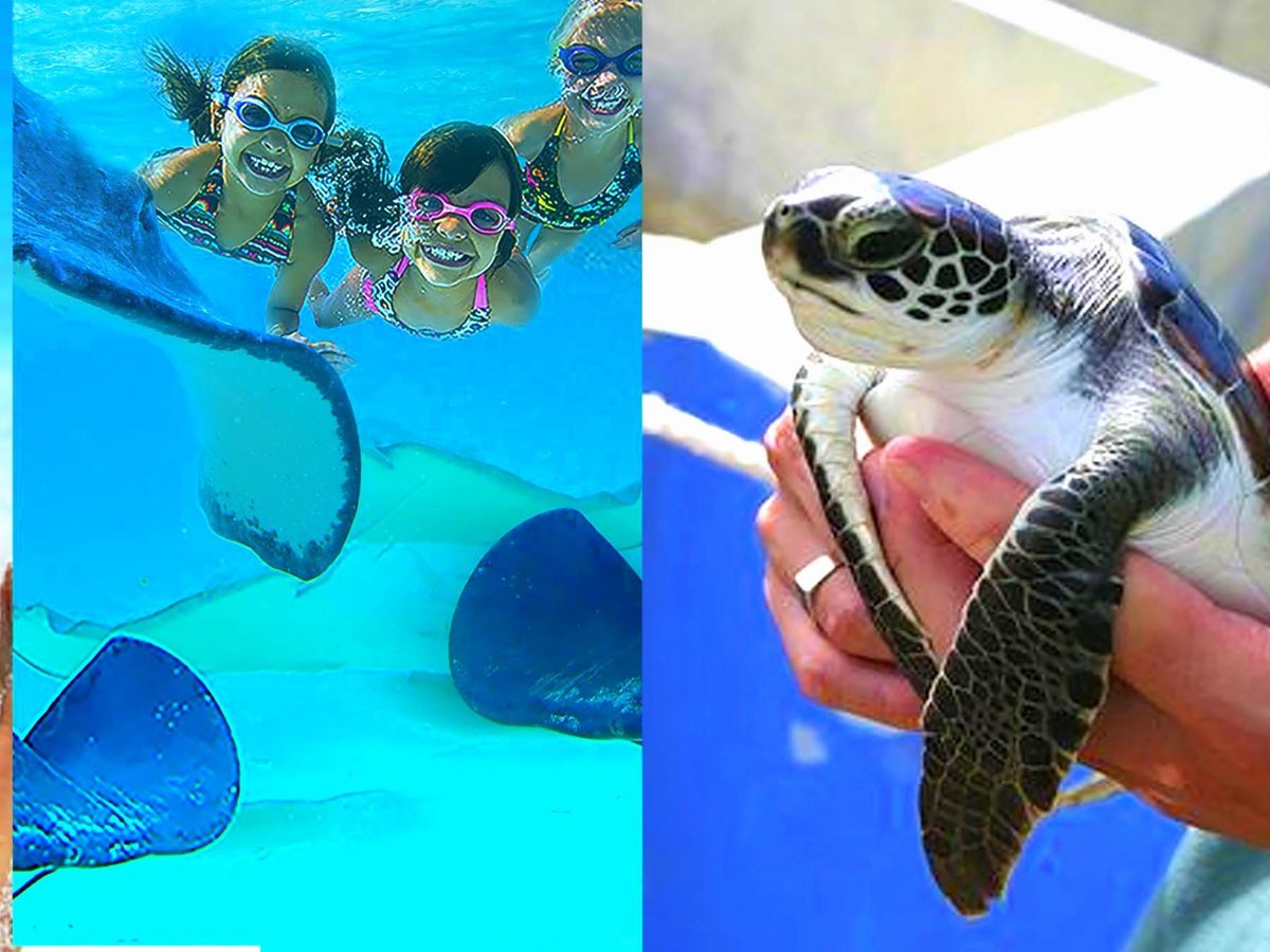 Saiba como é nadar com arraias em Stingray City, nas Ilhas Cayman