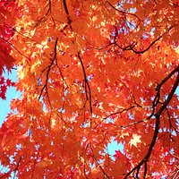 紅葉だけ撮って建物を撮っていなかった