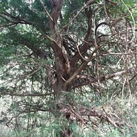 The monumental yew tree, about 500 years old