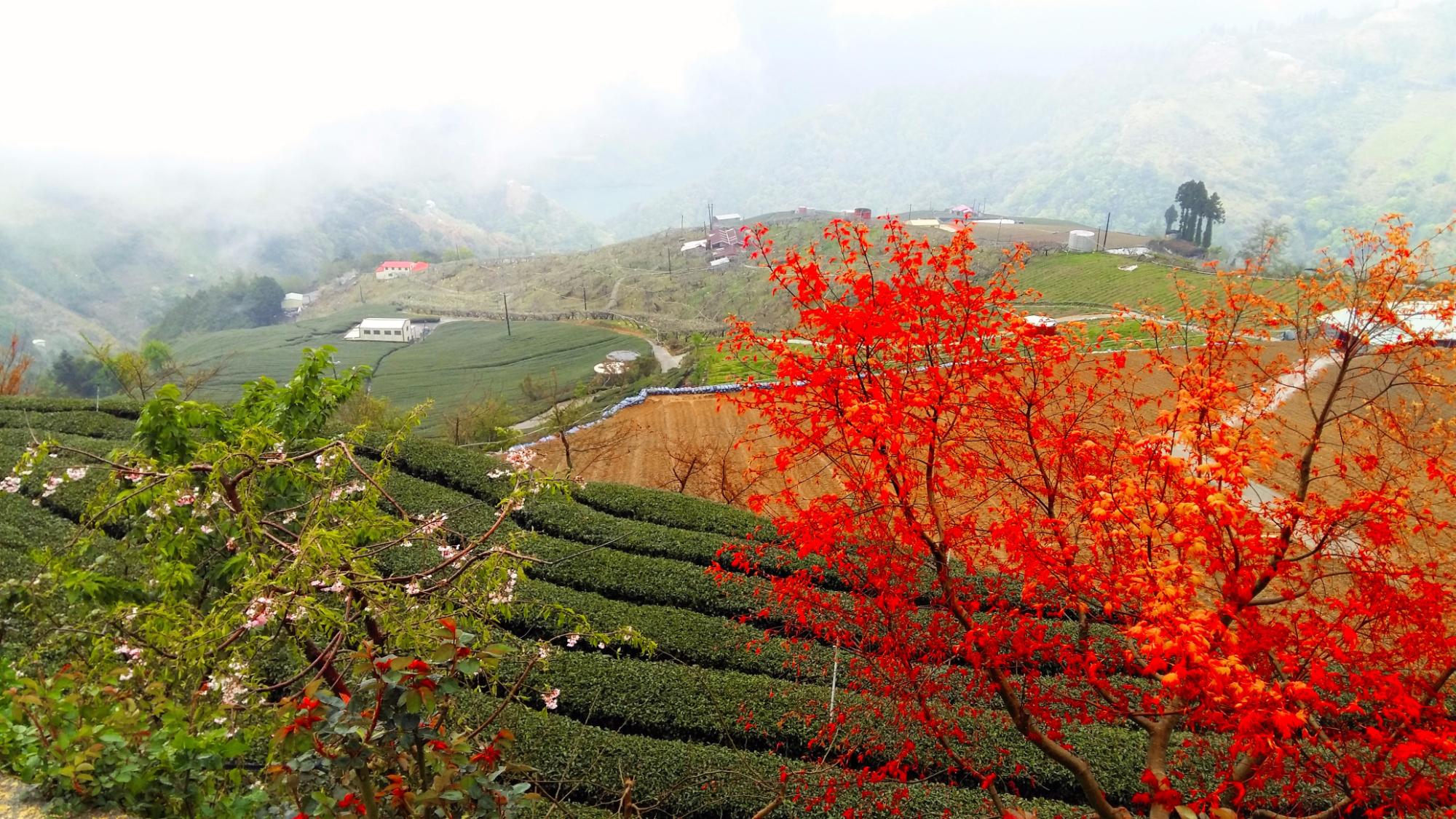 Lishan Scenic Area (Heping District, Đài Trung) - Đánh giá - Tripadvisor