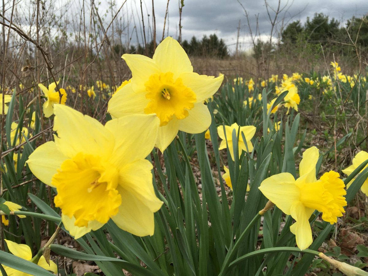 Escape the City: A Nature Lover's Paradise at Gahanna Woods State Nature Preserve