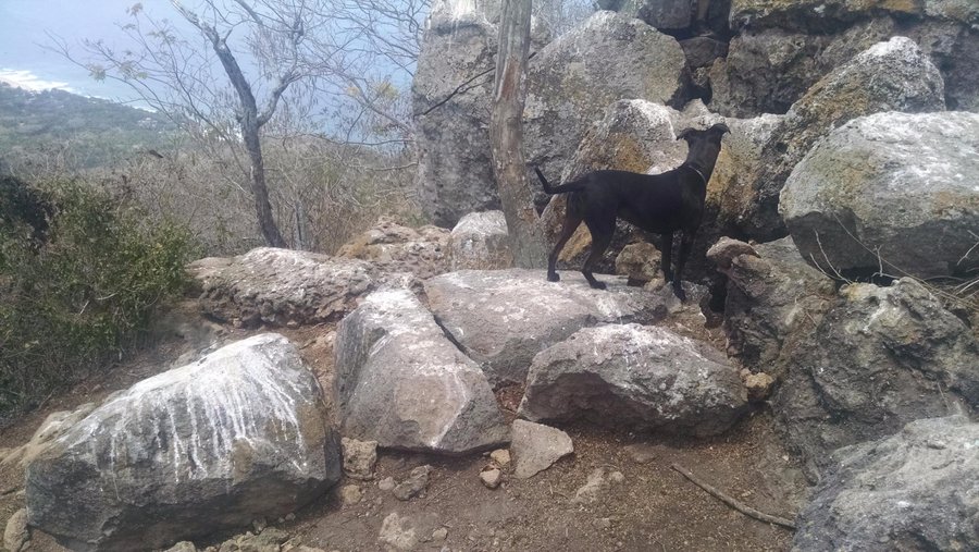 Our puppy climbing the last rocks to the top of Monkey Mountain
