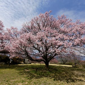 The 15 Best Things To Do In Nakagawa Mura 21 With Photos Tripadvisor