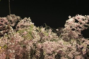 旅行者の写真