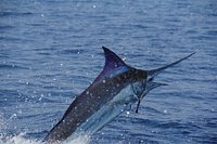 A Yellowfin Tuna Paradise — Maverick Sportfish