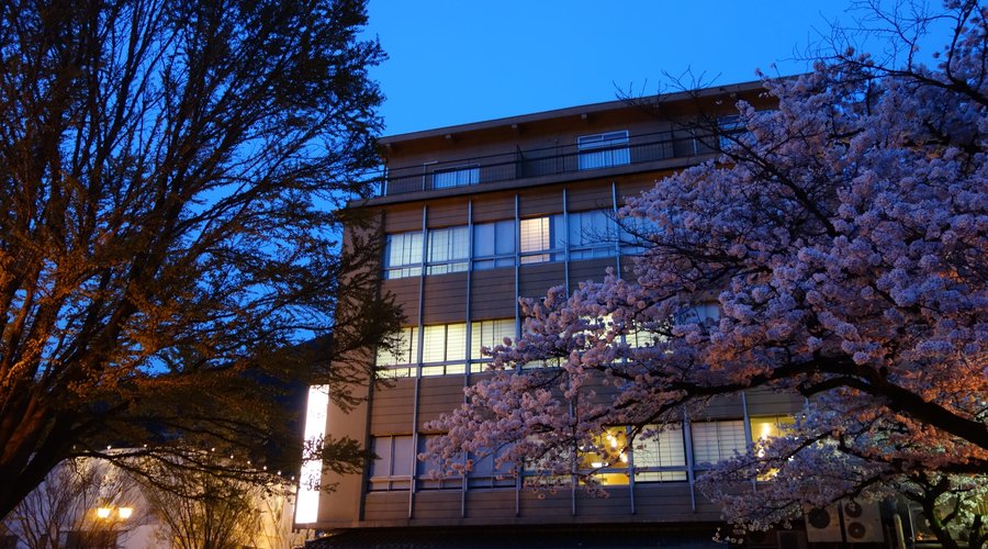 Night view of  Cherry Blossoms