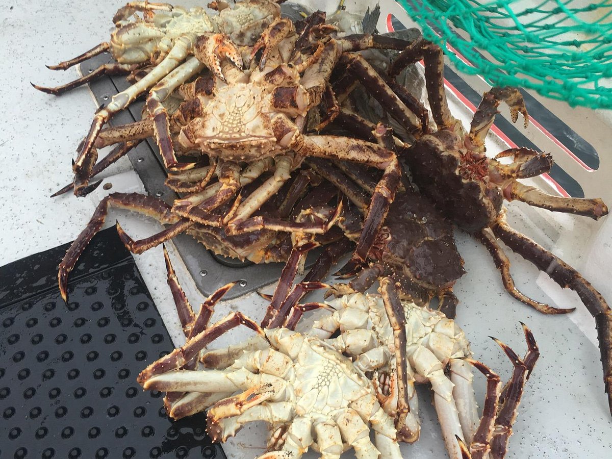 Go on a guided king crab safari