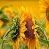 tinapaperina