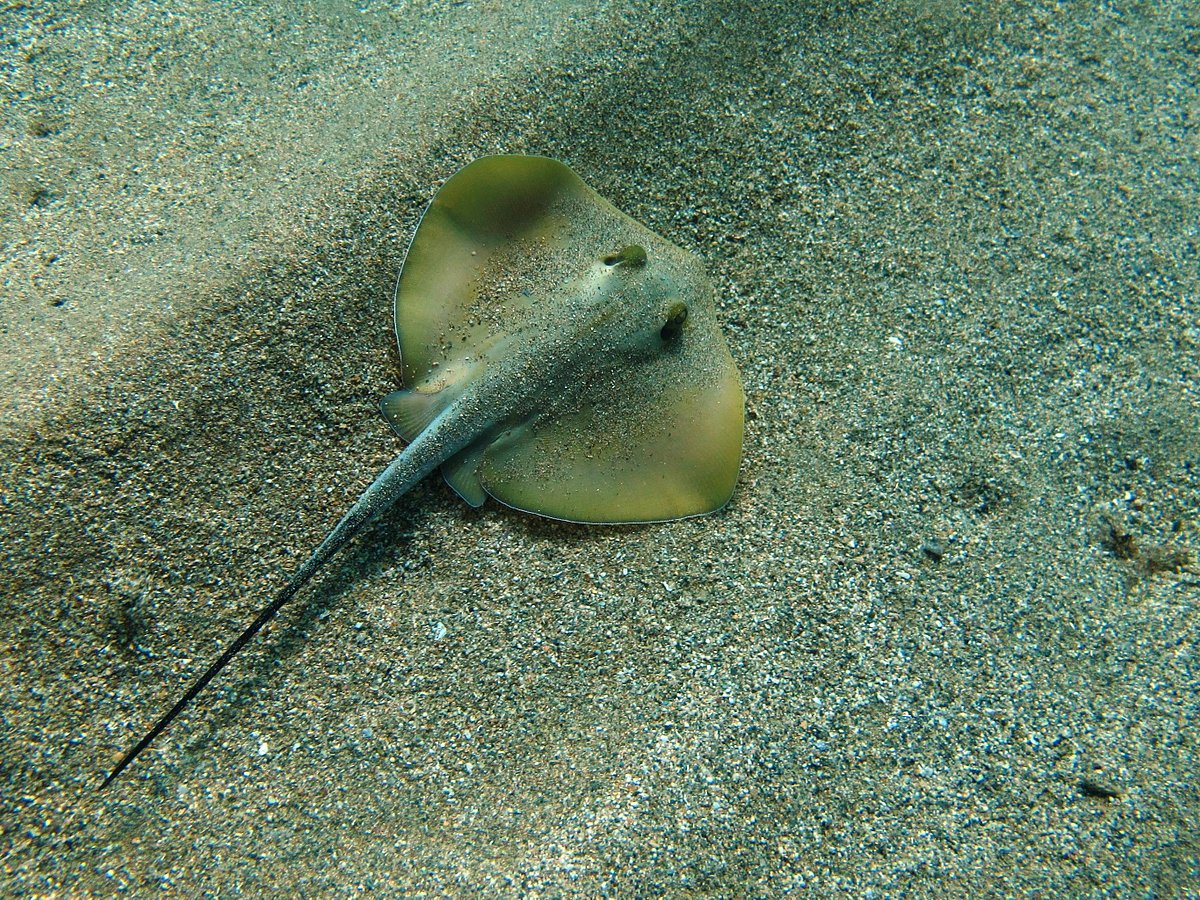 Diving Center Falcons, Авсаллар: лучшие советы перед посещением -  Tripadvisor