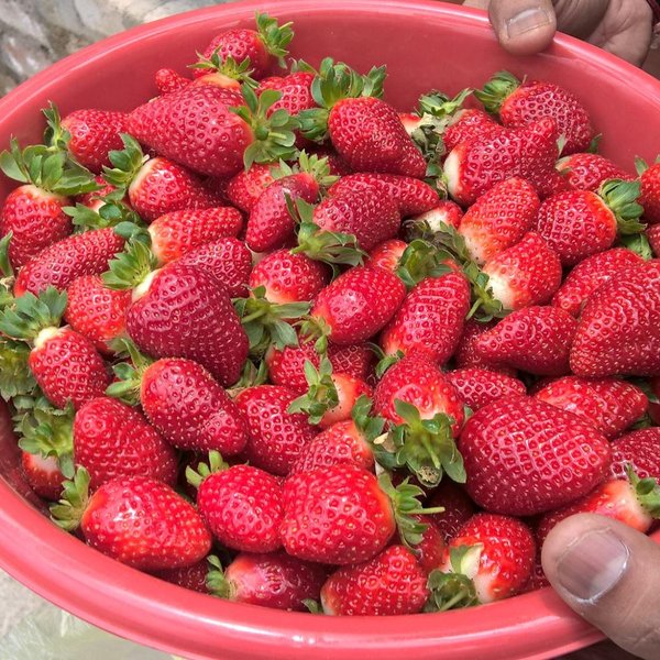 AIDILBADRI STRAWBERRIES (Tanah Rata) - All You Need to Know BEFORE You Go