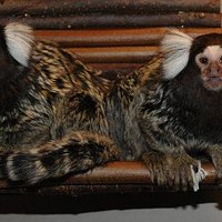 Common marmoset brothers Harald and Thomas, always ready to welcoming new visitors!