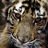 Come visit our tigers and learn about them