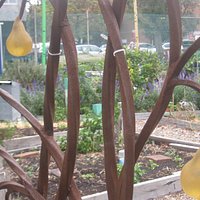 The pears look good enough to eat.