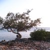 Aquaphile