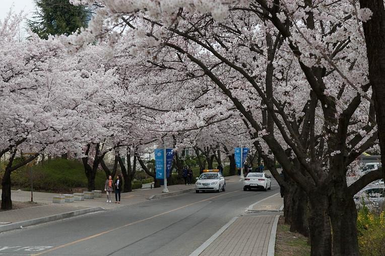 Yeungnam University Love Road image