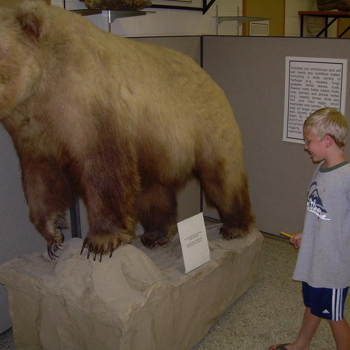 Wildlife museum. Норвегия юнатаан Каспер музей.