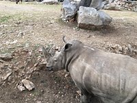 Tortue d'Hermann - Parc animalier de la Barben