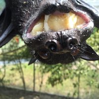 Lubee Bat Conservancy (Gainesville) - All You Need to Know BEFORE You Go