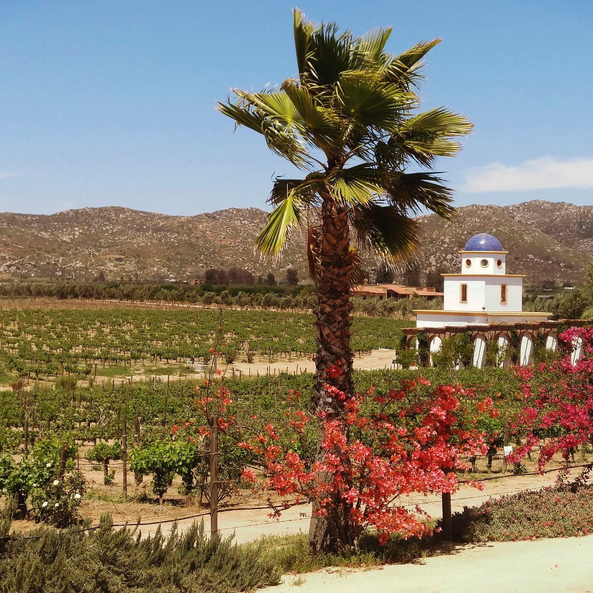 Baja Three Day Wine Gourmet Food Tour- Baja Wine Tour Overnight- Vacation  Wine Mexico - Five Star Tours- Charter Transportation and San Diego  Activities and Sightseeing Tours