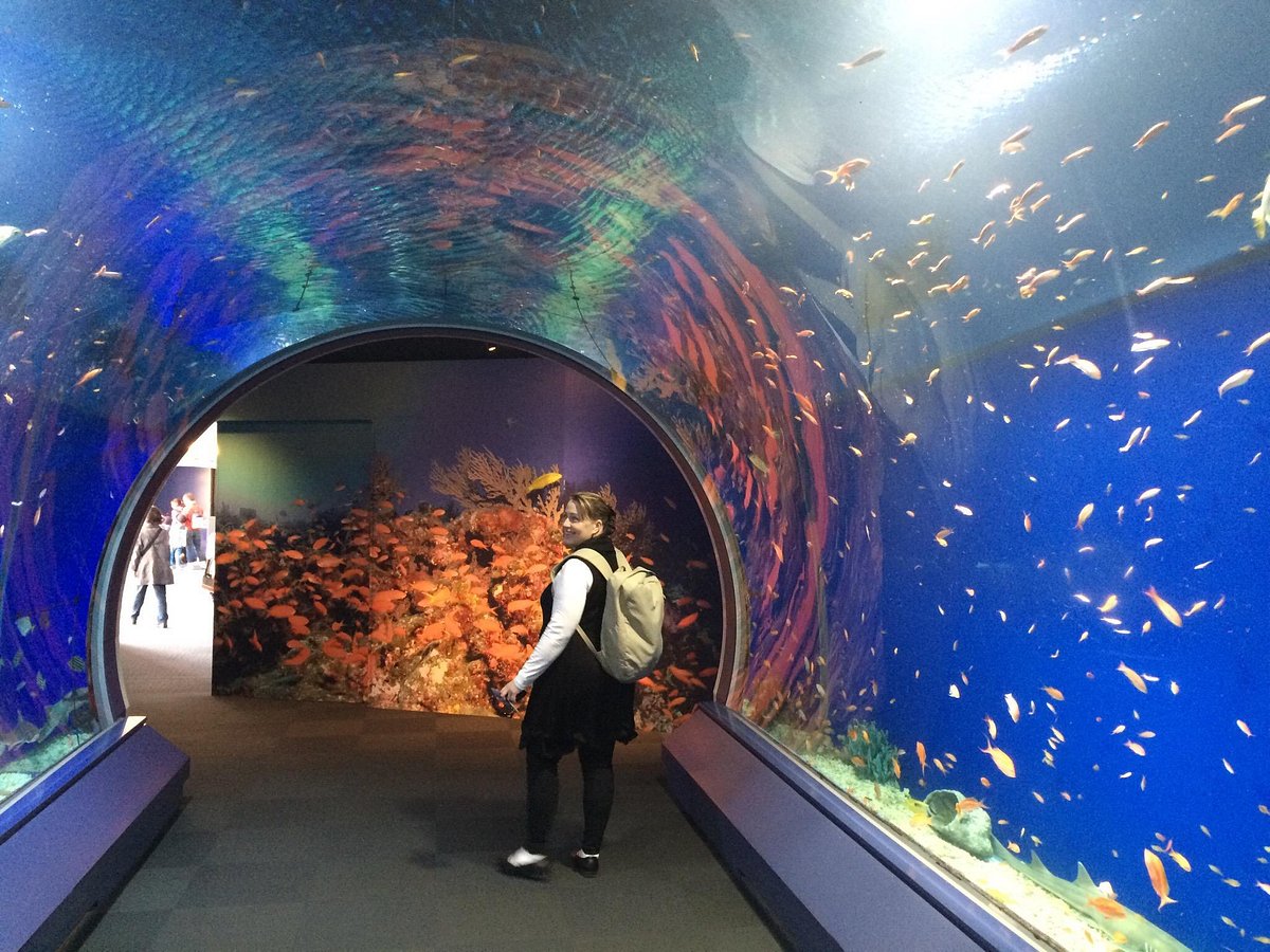 15 best aquariums in the US you need to experience - Tripadvisor