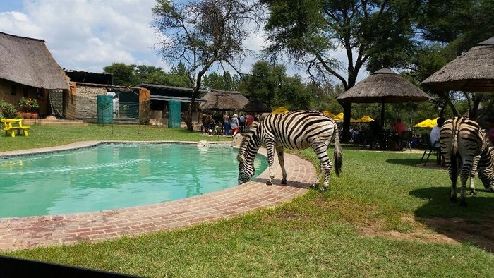 HEIA SAFARI RANCH - Reviews (Muldersdrift, South Africa) - Tripadvisor