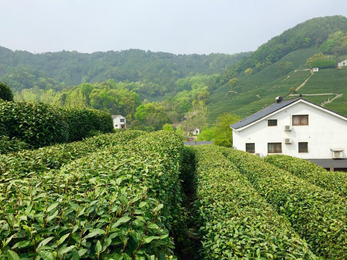 Longjing tea fields (Hàng Châu, Trung Quốc) - Đánh giá - Tripadvisor