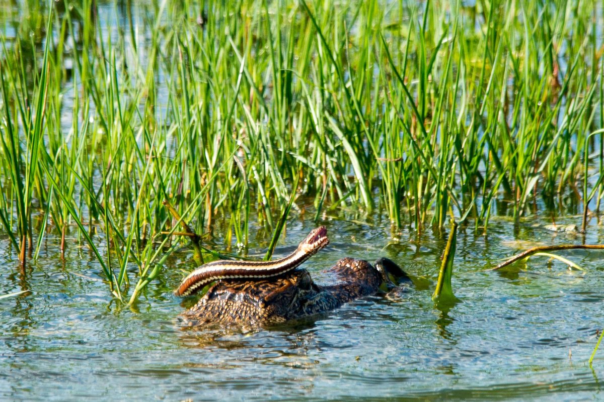 Anahuac nwr duck hunting