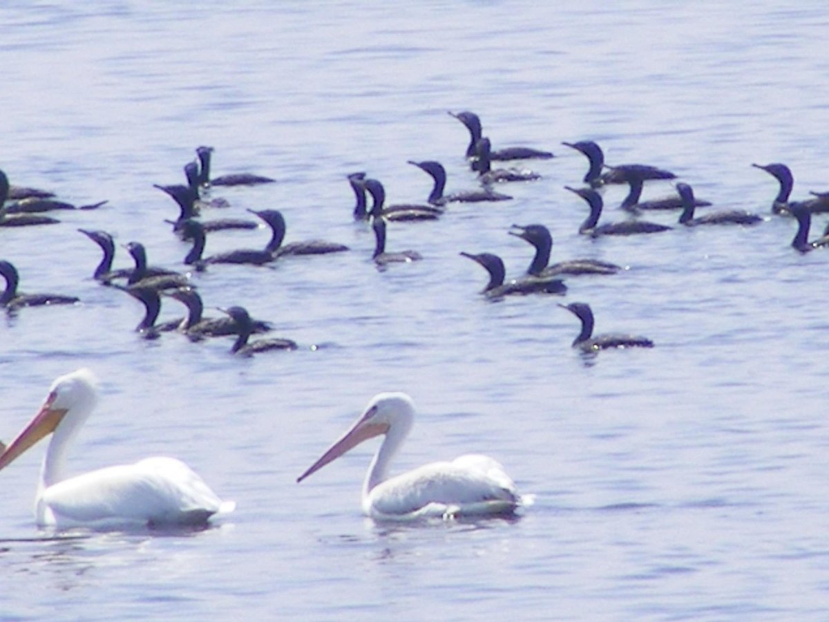 Santa Ana River Lakes (Anaheim): All You Need to Know Santa Ana River Lakes (Anaheim): All You Need to Know
