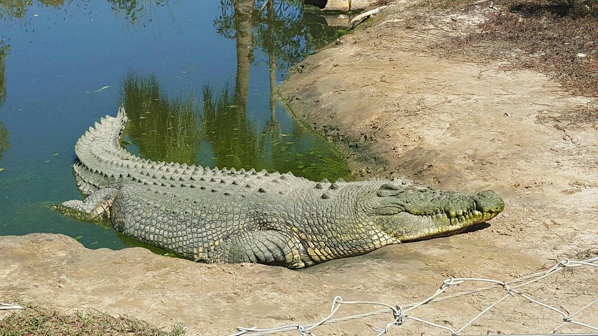 Koorana Crocodile Farm (Coowonga) - Lo que se debe saber antes de viajar -  Tripadvisor