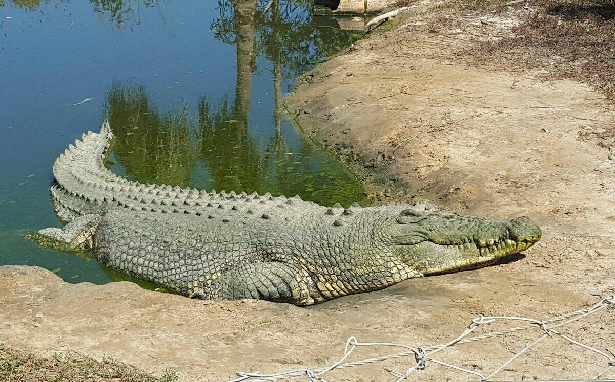 Hermès build Australia's largest crocodile farm –