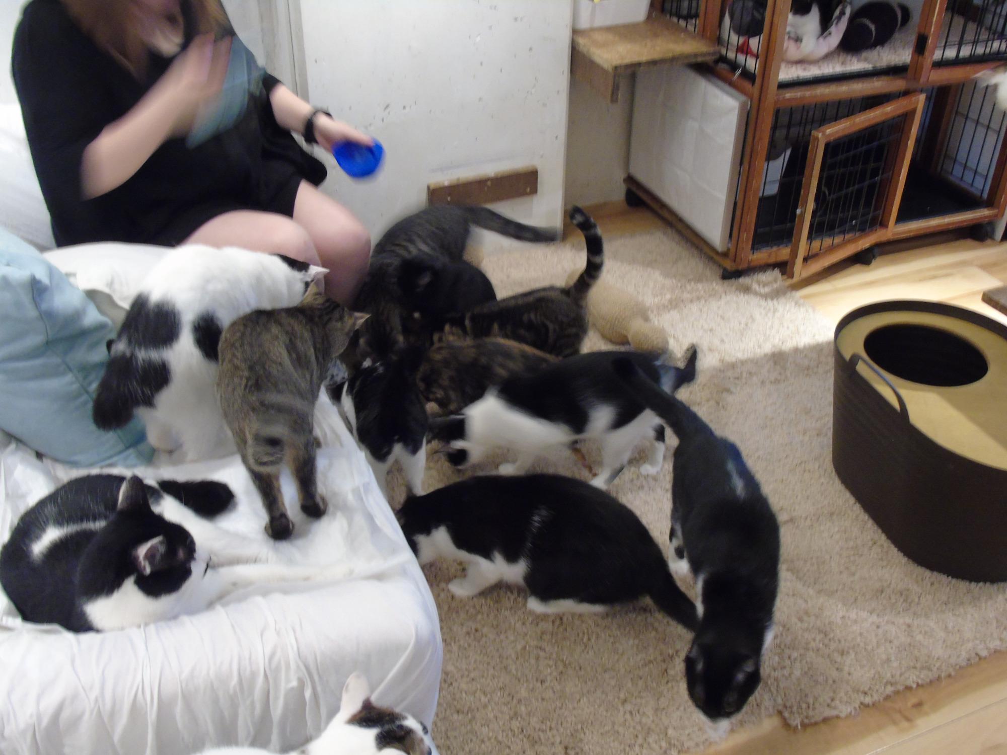 誠実 Cafe Neko Keurig Go You BEFORE Know to Need You All - (2025) その他