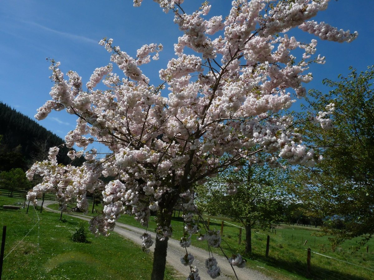 THE BEST Resorts near Whispering Falls, Nelson