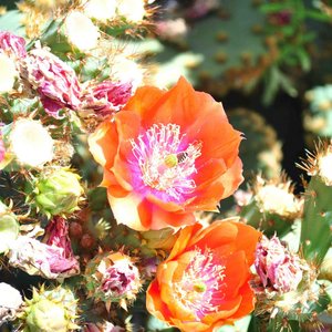 Cactus Rose