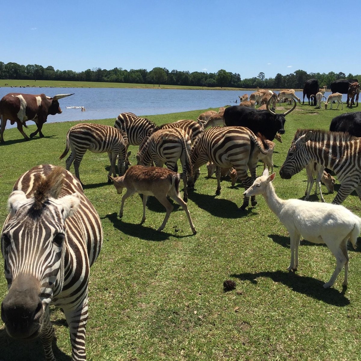 global-wildlife-center-folsom-global-wildlife-center-yorumlar