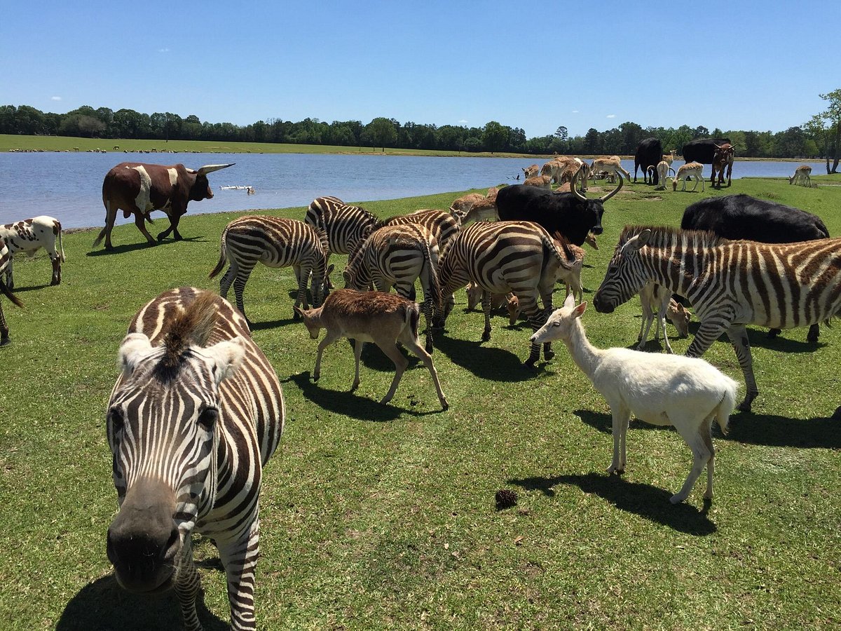 wildlife safari folsom la