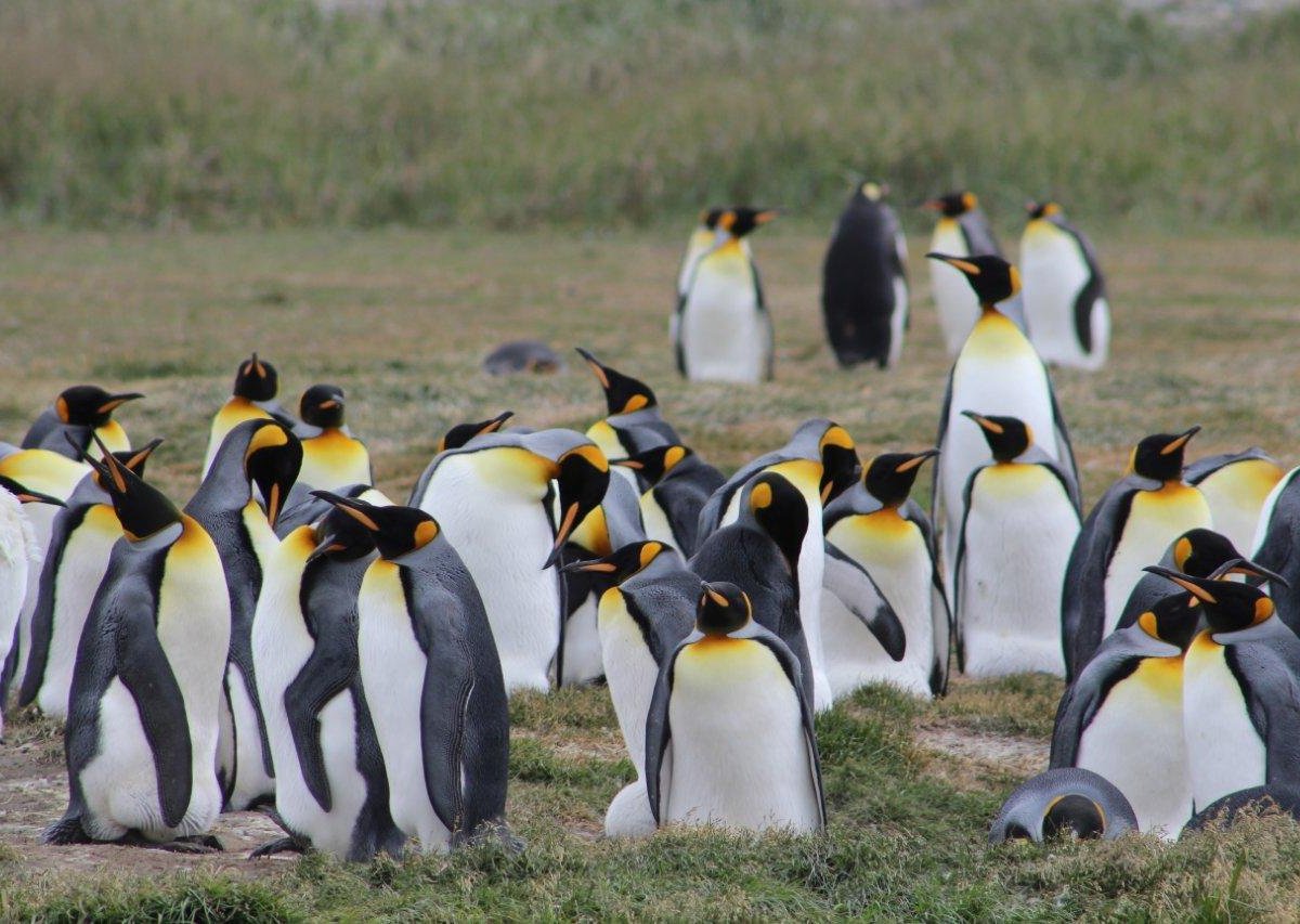 Pesca Patagonica (Tierra del Fuego National Park) - All You Need to ...