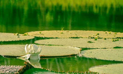 victoria regia del amazonas visitalo con amazonian untamed jungle tours.