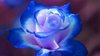 Kathie M