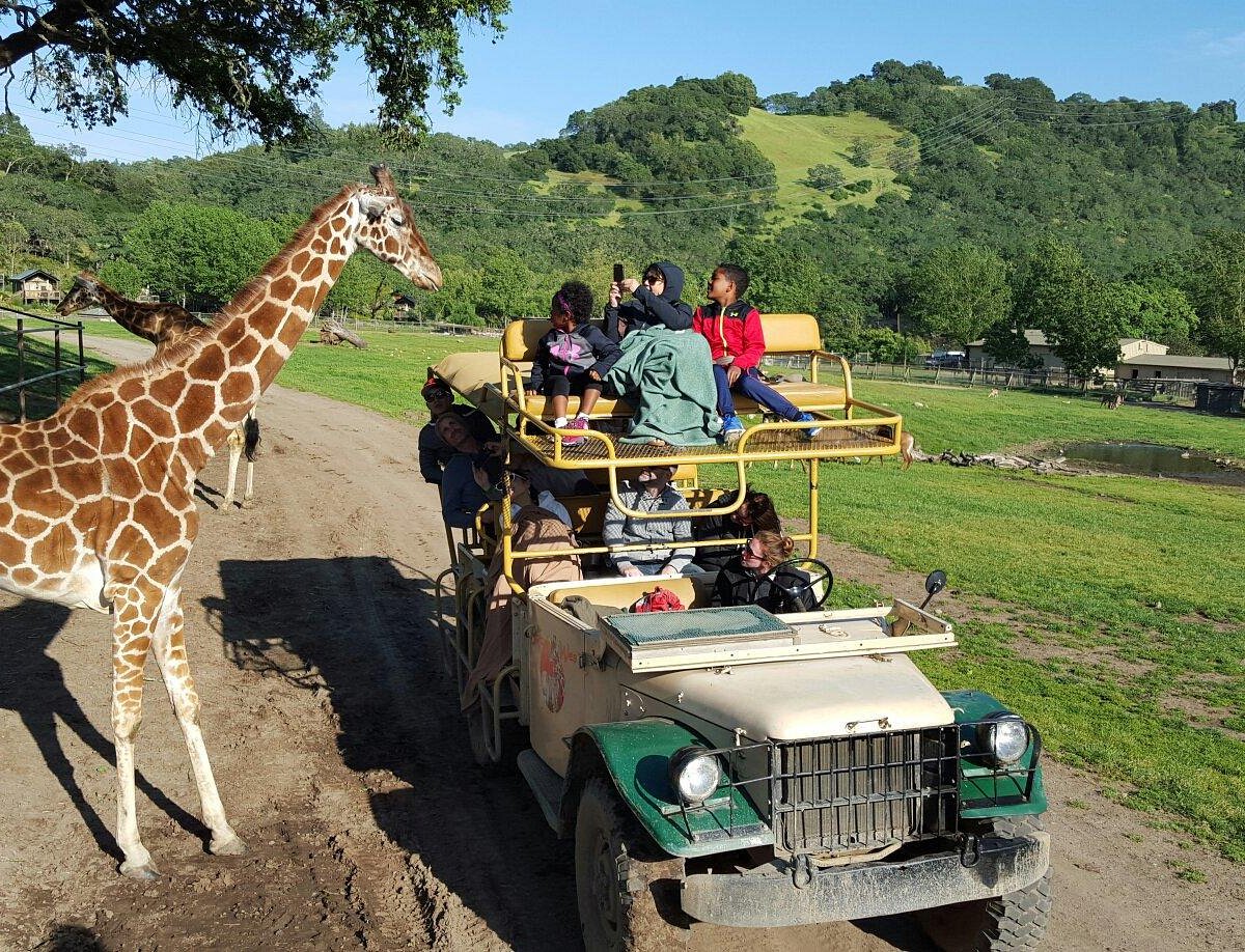 safari west wildlife tours santa rosa california