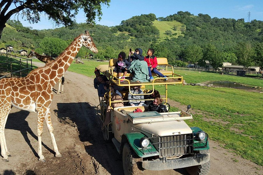 animals at safari west